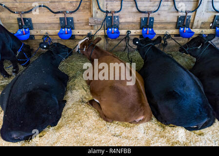 Kühe auf einer Farm. Milchkühe in einer Farm in Maine, USA Stockfoto