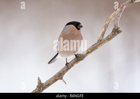 Eurasischen Gimpel (Pyrrhula pyrrhula, weiblich) sitzt auf einer Eiche Niederlassung an einem bewölkten Tag. Stockfoto