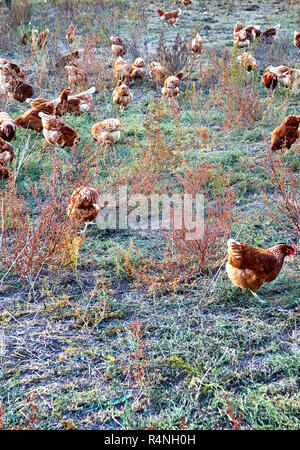 Freilaufende Hühner auf dem Bauernhof. Stockfoto