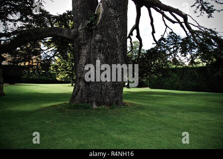 Einen großen Baum auf dem Gelände des Sudeley Castle, Gloucestershire Stockfoto