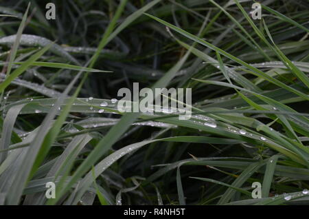 Wassertropfen auf dem Rasen Stockfoto