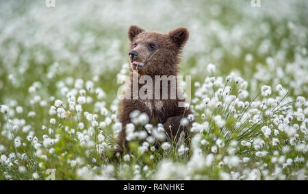 Brown bear Cub im Sommer Wald unter weißen Blumen. Wissenschaftlicher Name: Ursus arctos. Natürlichen grünen Hintergrund. Natürlicher Lebensraum. Stockfoto
