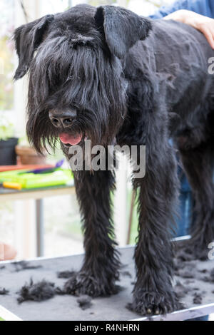 Riesige schwarze Zwergschnauzer Hund ist gepflegt, die auf dem Tisch Stockfoto