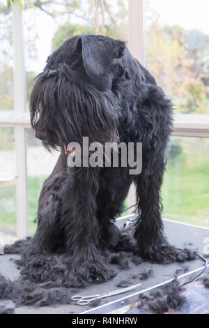 Riesige schwarze Zwergschnauzer Hund schaut auf den Haufen, der Hund die Haare schneiden Stockfoto