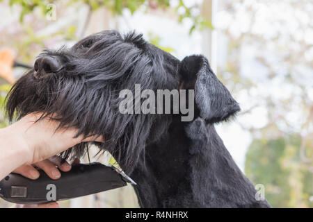 Detailansicht der Pflege der Hals der riesige schwarze Zwergschnauzer Hund Stockfoto