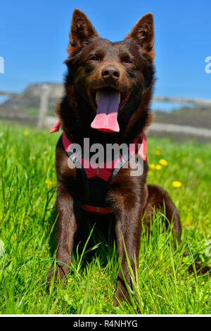 Porträt einer Australian Kelpie Hund mit Rescue Dog Kabelbaum Stockfoto