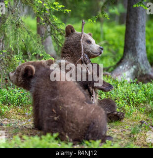 Bear-Cub spielen mit Zweig. bärenjunge im Sommer Wald. Wissenschaftlicher Name: Ursus arctos. Natürlichen grünen Hintergrund. Natürlicher Lebensraum. Sommer Saison. Stockfoto