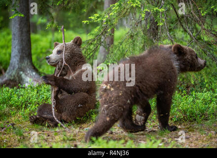 Bear-Cub spielen mit Zweig. bärenjunge im Sommer Wald. Wissenschaftlicher Name: Ursus arctos. Natürlichen grünen Hintergrund. Natürlicher Lebensraum. Sommer Saison. Stockfoto