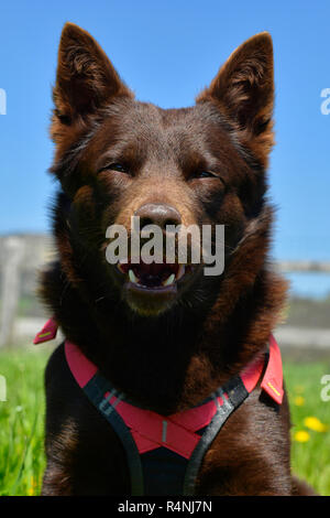 Porträt einer Australian Kelpie Hund mit Rescue Dog Kabelbaum Stockfoto