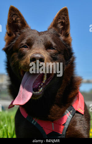 Porträt einer Australian Kelpie Hund mit Rescue Dog Kabelbaum Stockfoto
