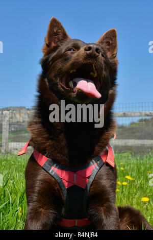 Porträt einer Australian Kelpie Hund mit Rescue Dog Kabelbaum Stockfoto