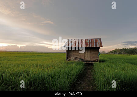Kleines Haus in der Mitte von Reis oder Reisfeld Stockfoto