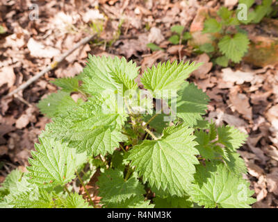 Brennnesseln auf dem Boden liegend im Frühjahr Stockfoto