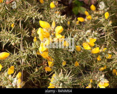 Gelber Ginster Blüten im Frühling Sonne Licht Stockfoto