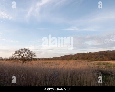 Schöne beeindruckende Schilf, wie die Sonne untergeht, am Nachmittag und am Abend mit Bäumen blauer Himmel Wolken und goldenen Farbtönen und Farben Stockfoto