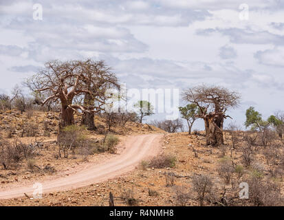 Eine Landschaft mit Baobab Bäumen Limpopo in Südafrika Stockfoto