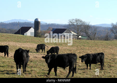 Rinderfarm in Tennessee, USA Stockfoto