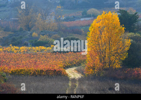 Herbstfarben in den Weinbergen in der Nähe von Labastida, Alavese Rioja, Baskenland Stockfoto