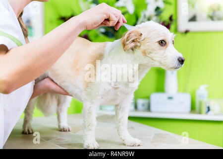 Frau prüft Hund für Flohmarkt bei pet groomer Stockfoto