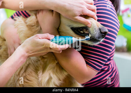 Großer Hund, zahnmedizinische Betreuung durch Frau an Hund Salon Stockfoto