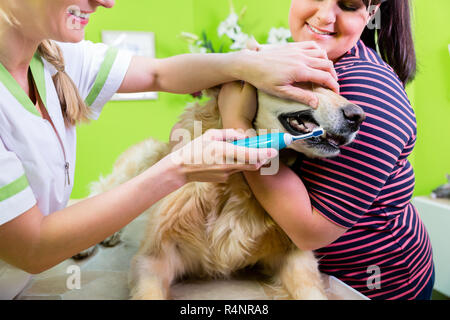 Großer Hund, zahnmedizinische Betreuung durch Frau an Hund Salon Stockfoto