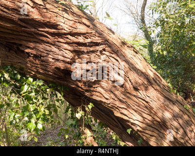 Detail der Rinde in der Sonne Licht und mit grünem Laub rund um Stockfoto