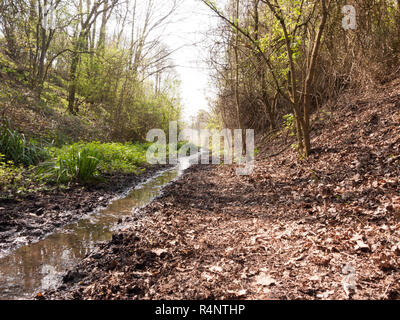 Ein Weg, und der kleine Fluss, der durch einen Wald Stockfoto