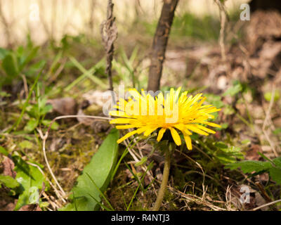 Schönen Schuß von einem gelben Löwenzahn auf dem Waldboden Stockfoto