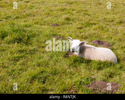 Frühjahr niedliche Lamm ruht auf einer Rasenfläche im Frühjahr Stockfoto