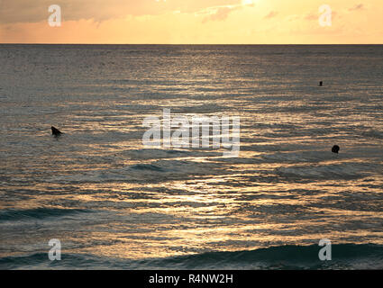 Silhouetten von Shark Fin und die Menschen im Meer, Great Barrier Reef, Cairns, Queensland, Australien Stockfoto