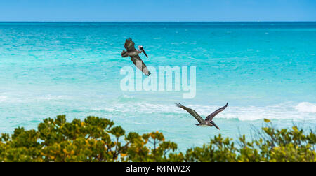 Braune Pelikane fliegen entlang der Küste von Cayo Santa Maria, Kuba Stockfoto