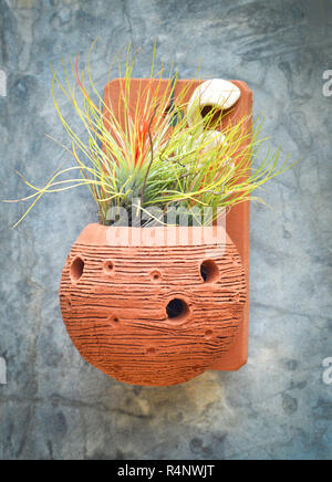 Gebackenem Ton vase Topf Anlage/Zierpflanzen grüne Pflanzen im Topf hängen an der Wand Garten wachsenden Stockfoto