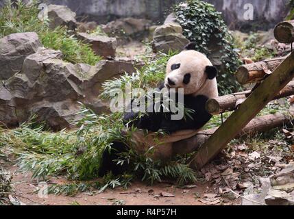 Hangzh, Hangzh, China. 28 Nov, 2018. Hangzhou, China - Adorable Riesenpandas in Hangzhou Zoo in Hangzhou, Osten ChinaÃ¢â'¬â"¢s Zhejiang Provinz. Credit: SIPA Asien/ZUMA Draht/Alamy leben Nachrichten Stockfoto