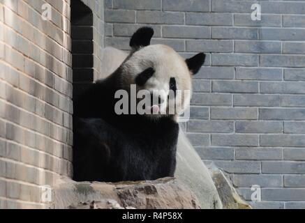 Hangzh, Hangzh, China. 28 Nov, 2018. Hangzhou, China - Adorable Riesenpandas in Hangzhou Zoo in Hangzhou, Osten ChinaÃ¢â'¬â"¢s Zhejiang Provinz. Credit: SIPA Asien/ZUMA Draht/Alamy leben Nachrichten Stockfoto