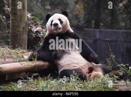 Hangzh, Hangzh, China. 28 Nov, 2018. Hangzhou, China - Adorable Riesenpandas in Hangzhou Zoo in Hangzhou, Osten ChinaÃ¢â'¬â"¢s Zhejiang Provinz. Credit: SIPA Asien/ZUMA Draht/Alamy leben Nachrichten Stockfoto