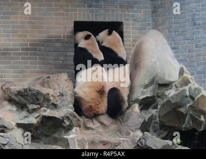 Hangzh, Hangzh, China. 28 Nov, 2018. Hangzhou, China - Adorable Riesenpandas in Hangzhou Zoo in Hangzhou, Osten ChinaÃ¢â'¬â"¢s Zhejiang Provinz. Credit: SIPA Asien/ZUMA Draht/Alamy leben Nachrichten Stockfoto