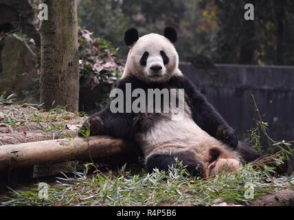 Hangzh, Hangzh, China. 28 Nov, 2018. Hangzhou, China - Adorable Riesenpandas in Hangzhou Zoo in Hangzhou, Osten ChinaÃ¢â'¬â"¢s Zhejiang Provinz. Credit: SIPA Asien/ZUMA Draht/Alamy leben Nachrichten Stockfoto