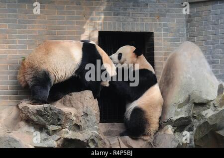 Hangzh, Hangzh, China. 28 Nov, 2018. Hangzhou, China - Adorable Riesenpandas in Hangzhou Zoo in Hangzhou, Osten ChinaÃ¢â'¬â"¢s Zhejiang Provinz. Credit: SIPA Asien/ZUMA Draht/Alamy leben Nachrichten Stockfoto