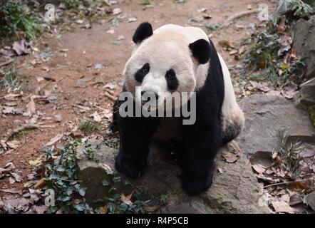 Hangzh, Hangzh, China. 28 Nov, 2018. Hangzhou, China - Adorable Riesenpandas in Hangzhou Zoo in Hangzhou, Osten ChinaÃ¢â'¬â"¢s Zhejiang Provinz. Credit: SIPA Asien/ZUMA Draht/Alamy leben Nachrichten Stockfoto