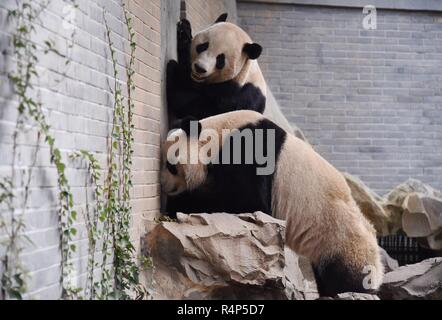 Hangzh, Hangzh, China. 28 Nov, 2018. Hangzhou, China - Adorable Riesenpandas in Hangzhou Zoo in Hangzhou, Osten ChinaÃ¢â'¬â"¢s Zhejiang Provinz. Credit: SIPA Asien/ZUMA Draht/Alamy leben Nachrichten Stockfoto