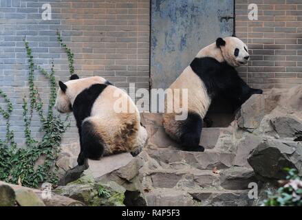 Hangzh, Hangzh, China. 28 Nov, 2018. Hangzhou, China - Adorable Riesenpandas in Hangzhou Zoo in Hangzhou, Osten ChinaÃ¢â'¬â"¢s Zhejiang Provinz. Credit: SIPA Asien/ZUMA Draht/Alamy leben Nachrichten Stockfoto