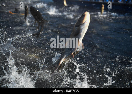 Hangzhou, China Zhejiang Provinz. 28 Nov, 2018. Fische springen aus dem Wasser in einem riesigen - Angeln - net Ernte auf dem Qiandao Lake in Hangzhou, der Hauptstadt der ostchinesischen Provinz Zhejiang, Nov. 28, 2018. Mehr als 30 Fischer nahmen an einem Hugh - Angeln - net Ernte hier am Mittwoch. Credit: Huang Zongzhi/Xinhua/Alamy leben Nachrichten Stockfoto