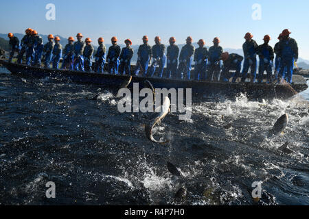 Hangzhou, China Zhejiang Provinz. 28 Nov, 2018. Fischer ziehen einen riesigen Angeln net auf der Qiandao Lake in Hangzhou, der Hauptstadt der ostchinesischen Provinz Zhejiang, Nov. 28, 2018. Mehr als 30 Fischer nahmen an einem Hugh - Angeln - net Ernte hier am Mittwoch. Credit: Huang Zongzhi/Xinhua/Alamy leben Nachrichten Stockfoto