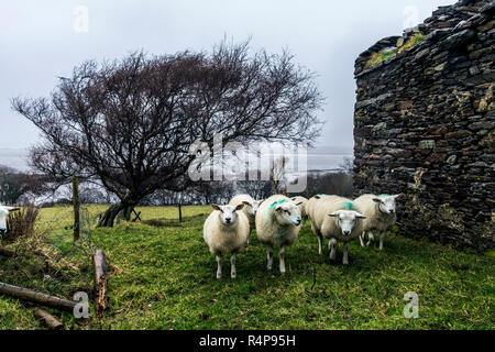 Ardara, County Donegal, Irland 28. November 2018. Schafe suchen den Schutz einer alten verfallenen Cottage wie Regen und Wind im Norden Hits - West Coast. Credit: Richard Wayman/Alamy leben Nachrichten Stockfoto