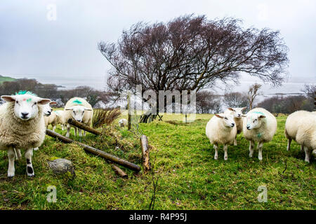 Ardara, County Donegal, Irland 28. November 2018. Schafe suchen den Schutz einer alten verfallenen Cottage wie Regen und Wind im Norden Hits - West Coast. Credit: Richard Wayman/Alamy leben Nachrichten Stockfoto