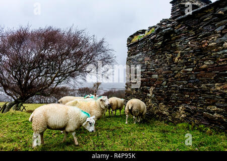 Ardara, County Donegal, Irland 28. November 2018. Schafe suchen den Schutz einer alten verfallenen Cottage wie Regen und Wind im Norden Hits - West Coast. Credit: Richard Wayman/Alamy leben Nachrichten Stockfoto