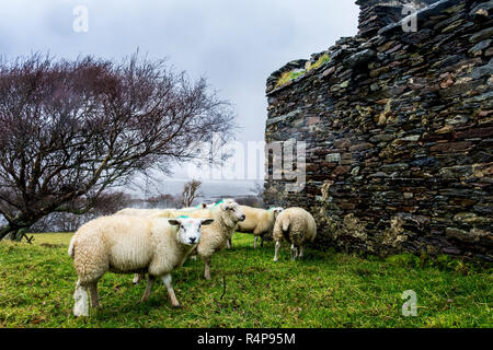 Ardara, County Donegal, Irland 28. November 2018. Schafe suchen den Schutz einer alten verfallenen Cottage wie Regen und Wind im Norden Hits - West Coast. Credit: Richard Wayman/Alamy leben Nachrichten Stockfoto