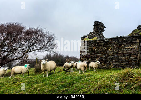 Ardara, County Donegal, Irland 28. November 2018. Schafe suchen den Schutz einer alten verfallenen Cottage wie Regen und Wind im Norden Hits - West Coast. Credit: Richard Wayman/Alamy leben Nachrichten Stockfoto