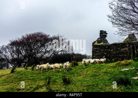 Ardara, County Donegal, Irland 28. November 2018. Schafe suchen den Schutz einer alten verfallenen Cottage wie Regen und Wind im Norden Hits - West Coast. Credit: Richard Wayman/Alamy leben Nachrichten Stockfoto