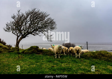 Ardara, County Donegal, Irland 28. November 2018. Schafe suchen den Schutz einer alten verfallenen Cottage wie Regen und Wind im Norden Hits - West Coast. Credit: Richard Wayman/Alamy leben Nachrichten Stockfoto